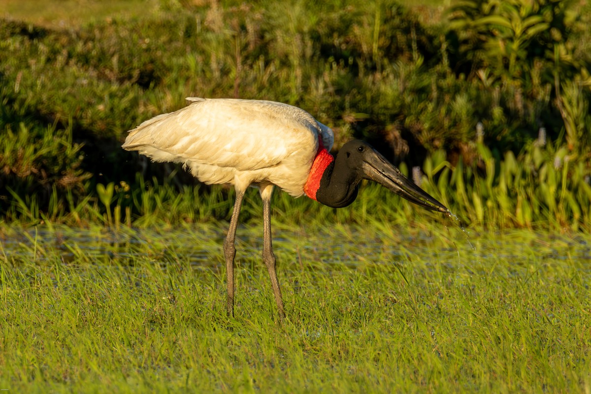 Jabiru - ML646836157