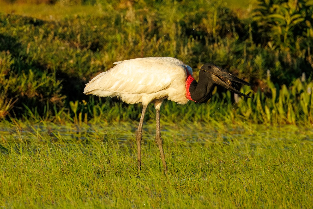 Jabiru - ML646836158