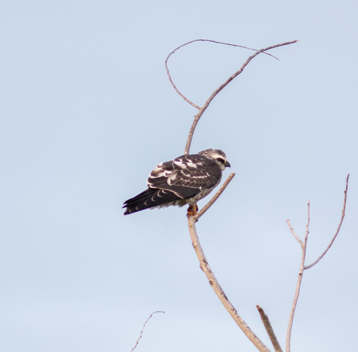 Mississippi Kite - ML646836161