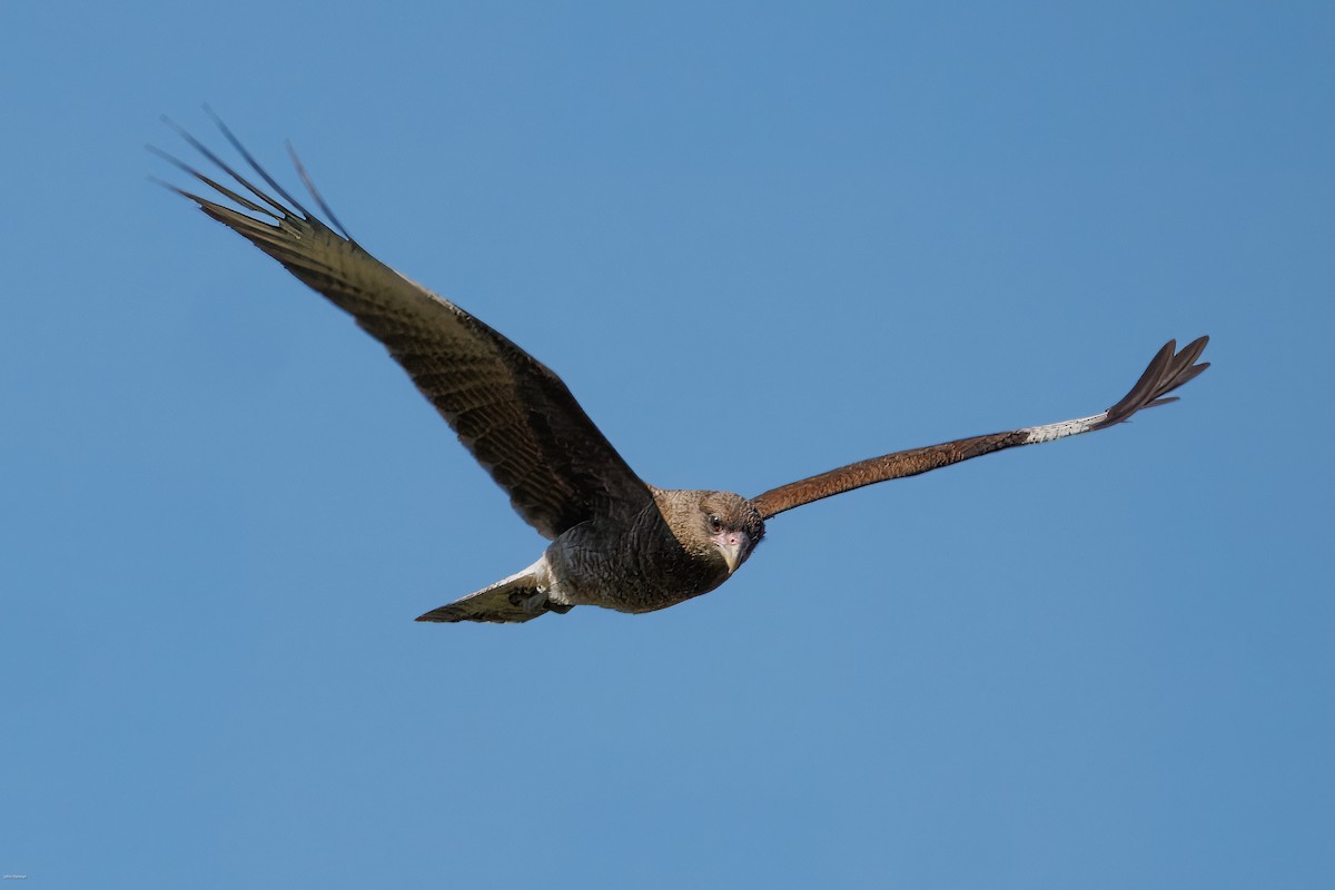 Chimango Caracara - ML646836162