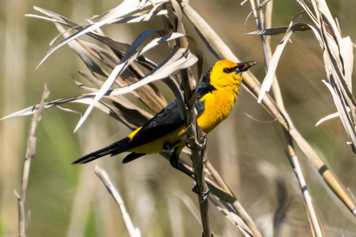Saffron-cowled Blackbird - ML646836167