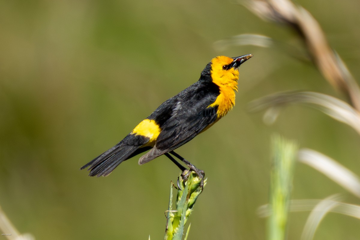Saffron-cowled Blackbird - ML646836168