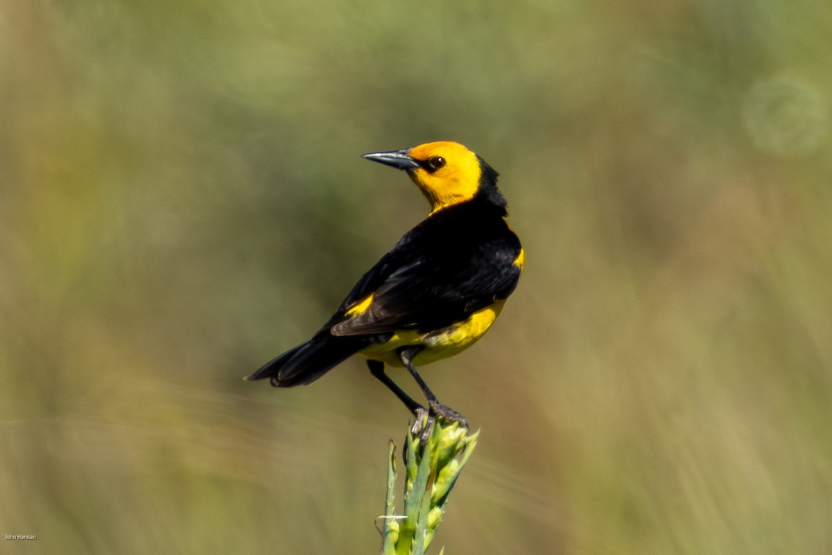 Saffron-cowled Blackbird - ML646836169