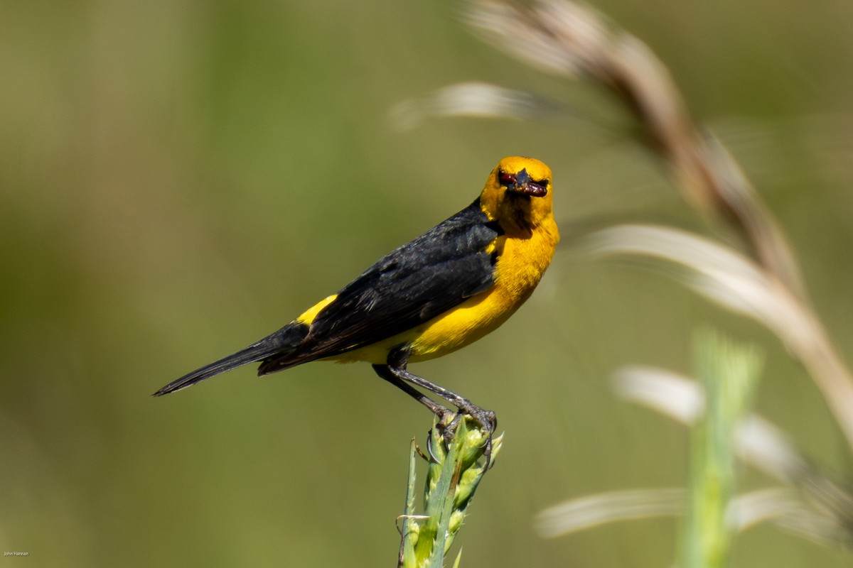 Saffron-cowled Blackbird - ML646836170