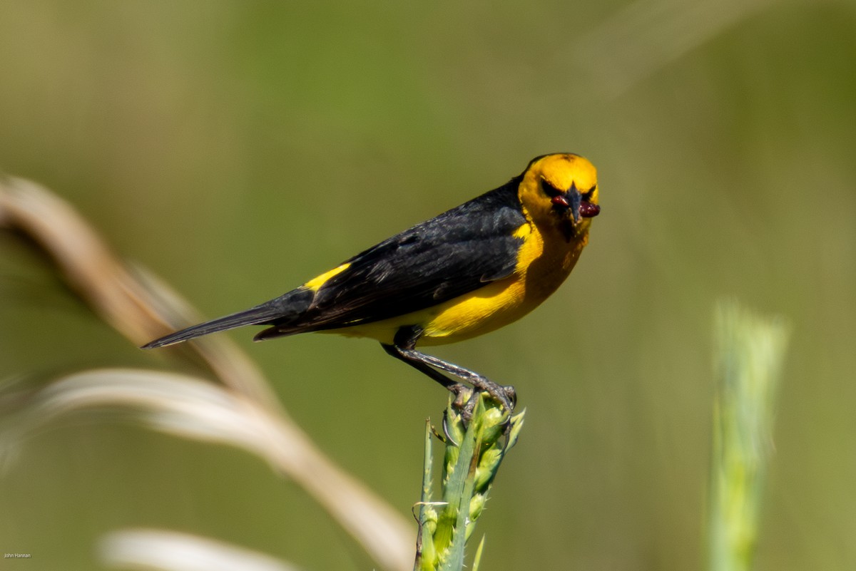 Saffron-cowled Blackbird - ML646836171