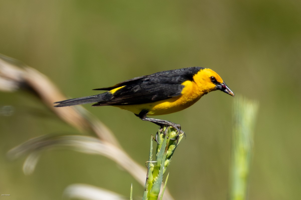 Saffron-cowled Blackbird - ML646836172