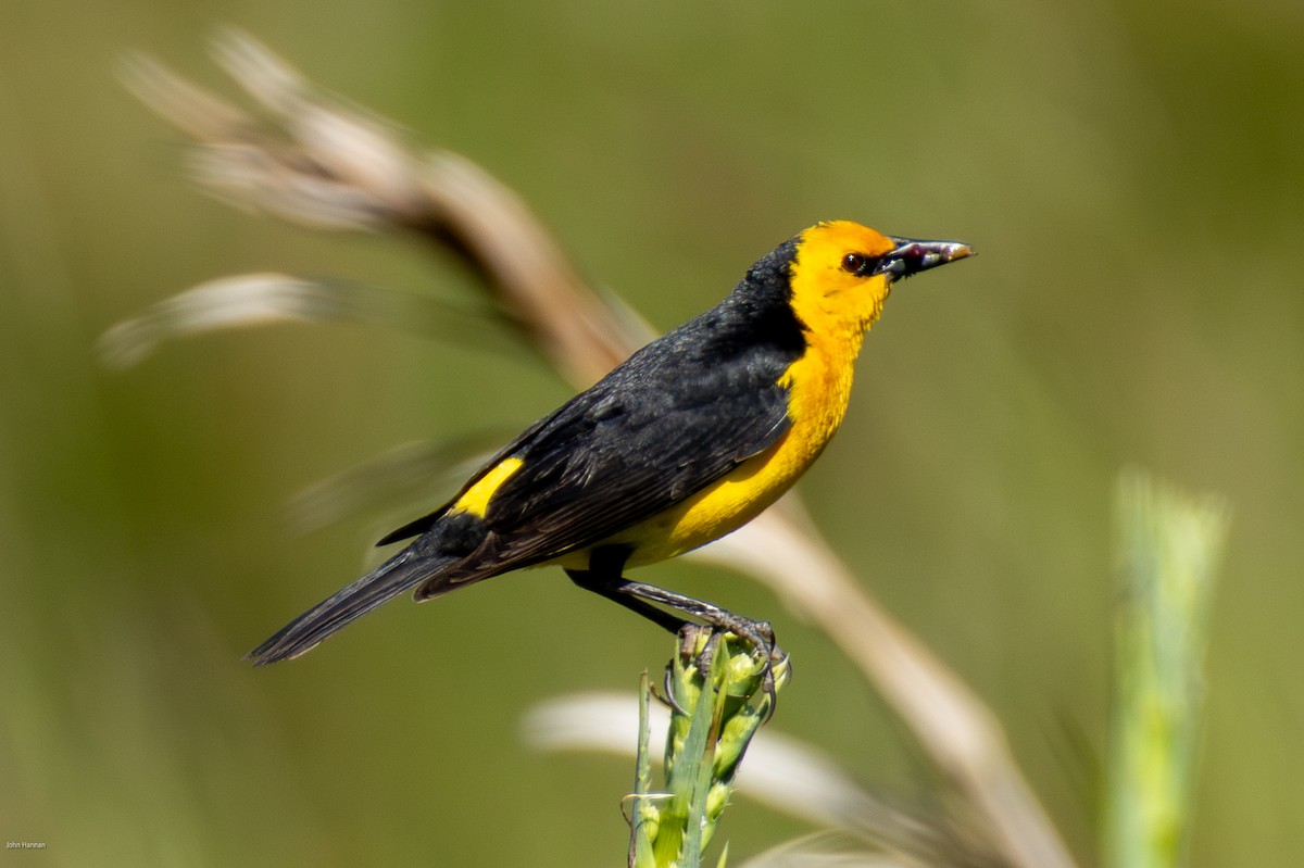 Saffron-cowled Blackbird - ML646836173