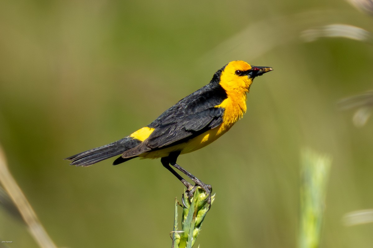 Saffron-cowled Blackbird - ML646836174