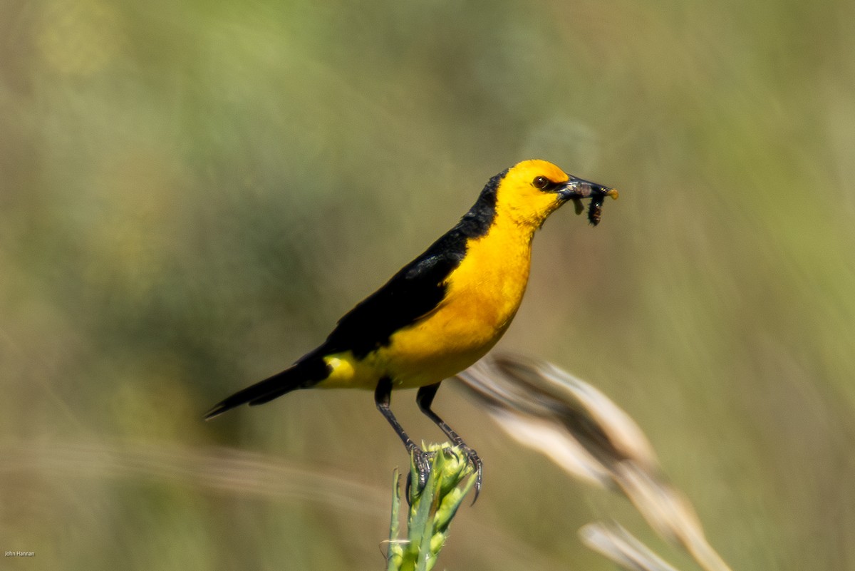 Saffron-cowled Blackbird - ML646836175