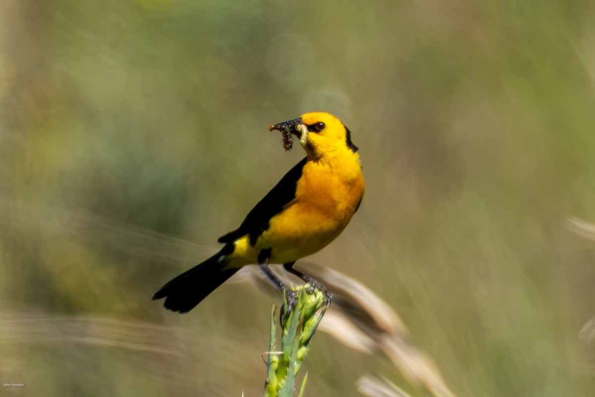 Saffron-cowled Blackbird - ML646836176