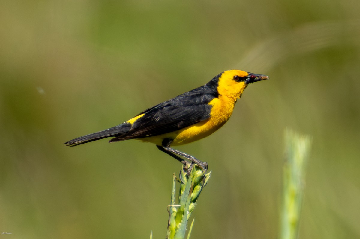Saffron-cowled Blackbird - ML646836177
