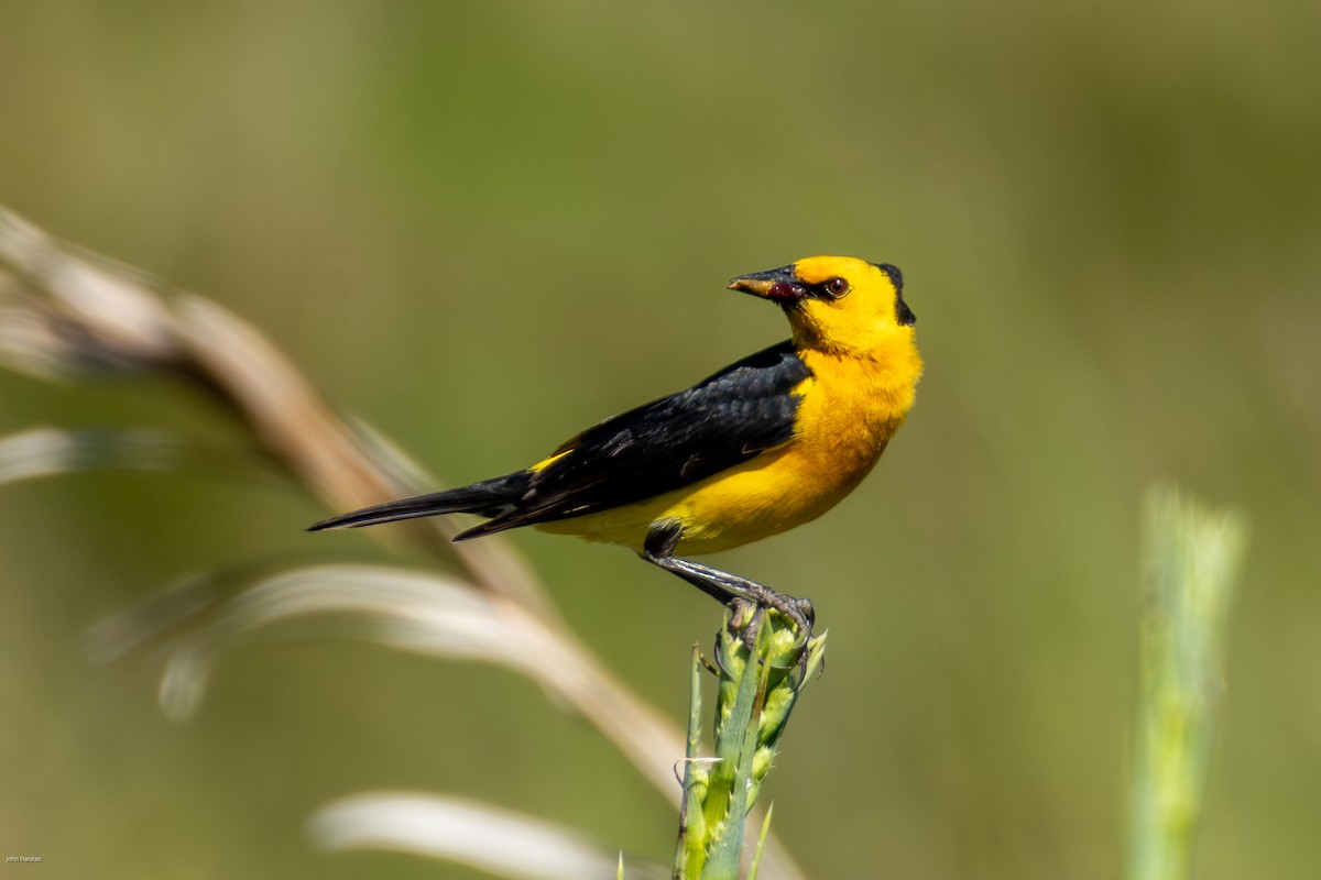 Saffron-cowled Blackbird - ML646836178