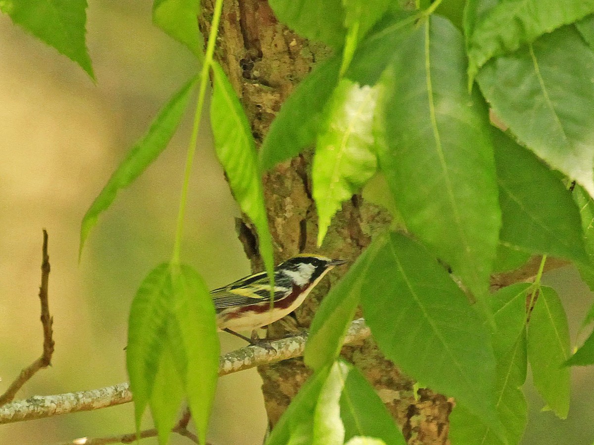 Chestnut-sided Warbler - ML646836180