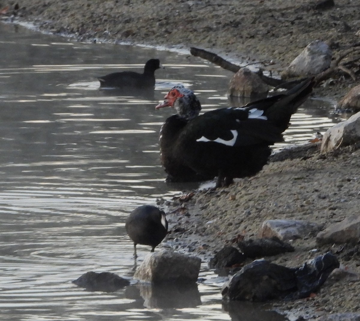 Canard musqué (forme domestique) - ML646836181