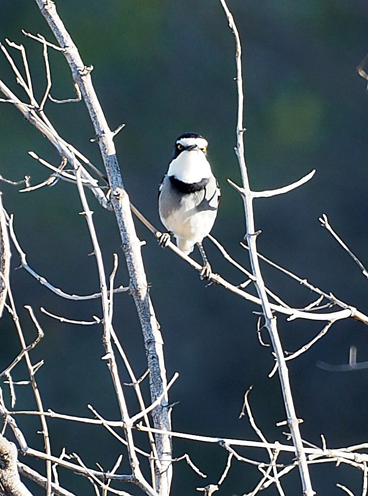 White-tailed Shrike - ML646836182