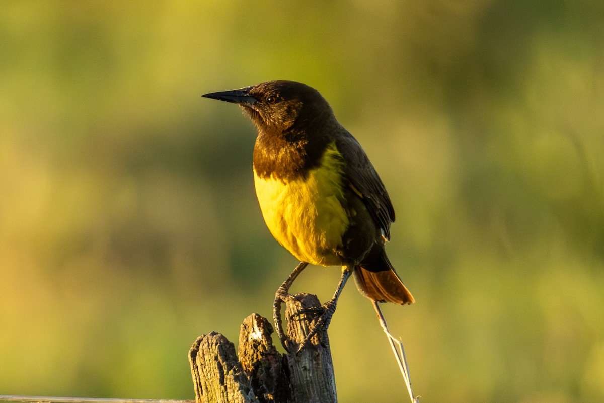 Brown-and-yellow Marshbird - ML646836183