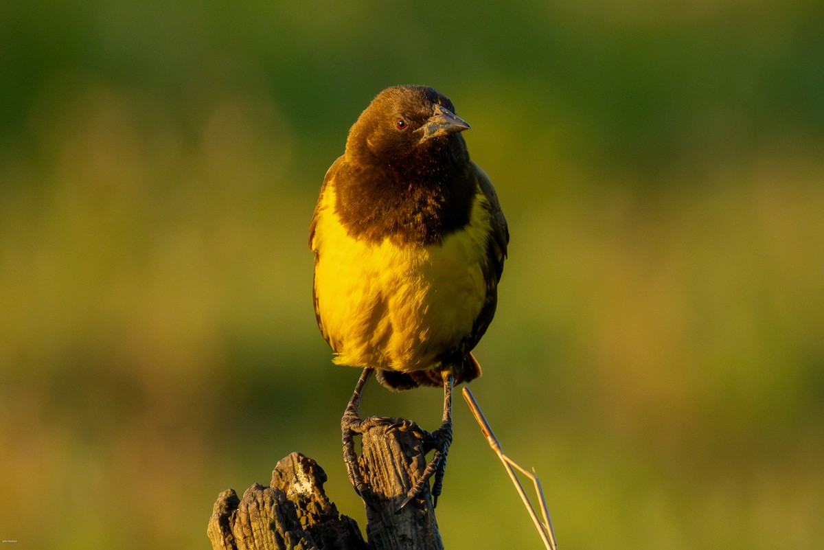 Brown-and-yellow Marshbird - ML646836184