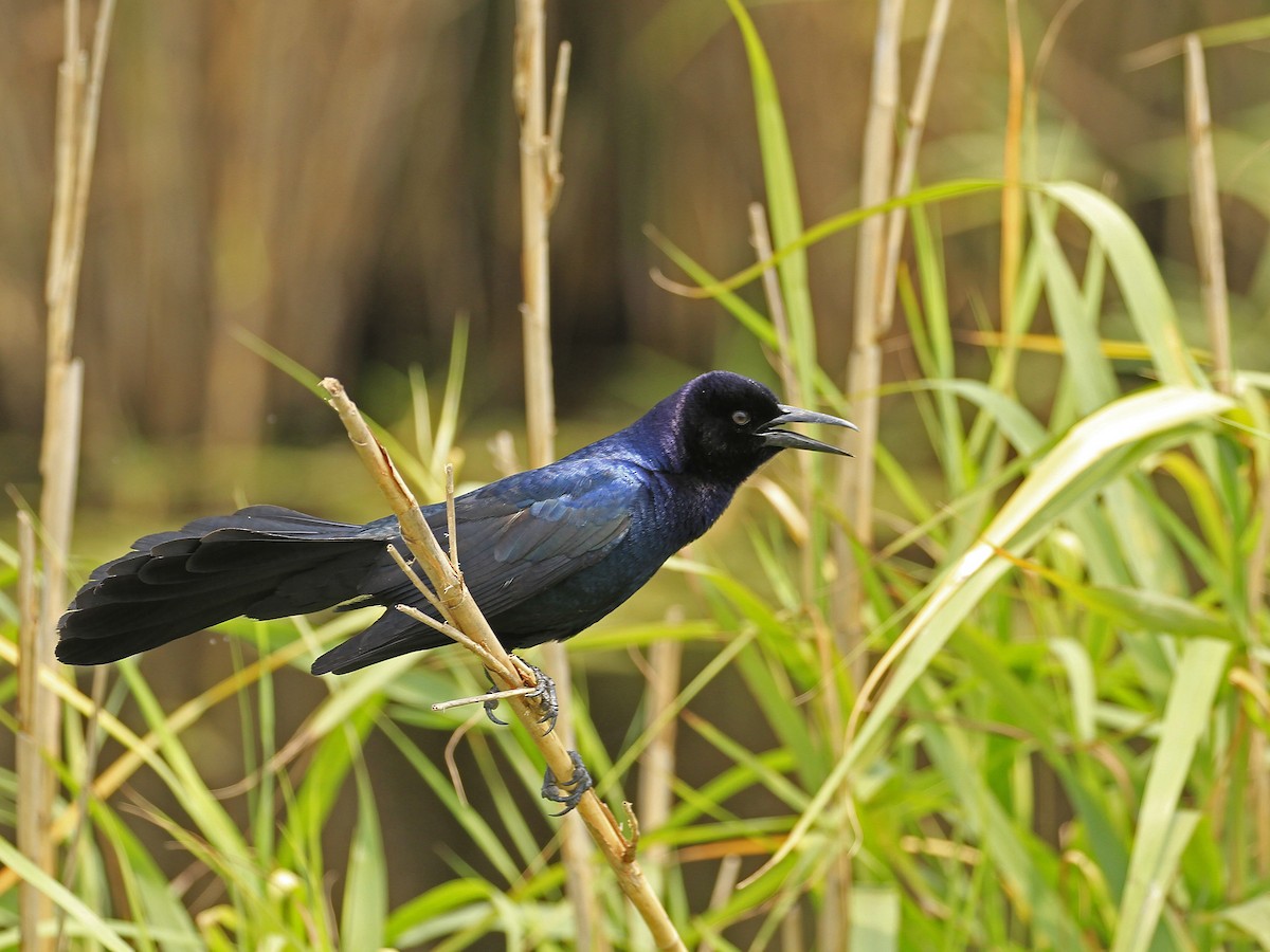 Boat-tailed Grackle - ML646836185