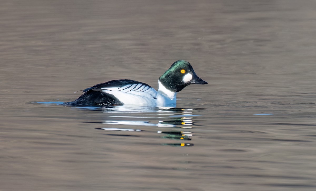 Common Goldeneye - ML646836188