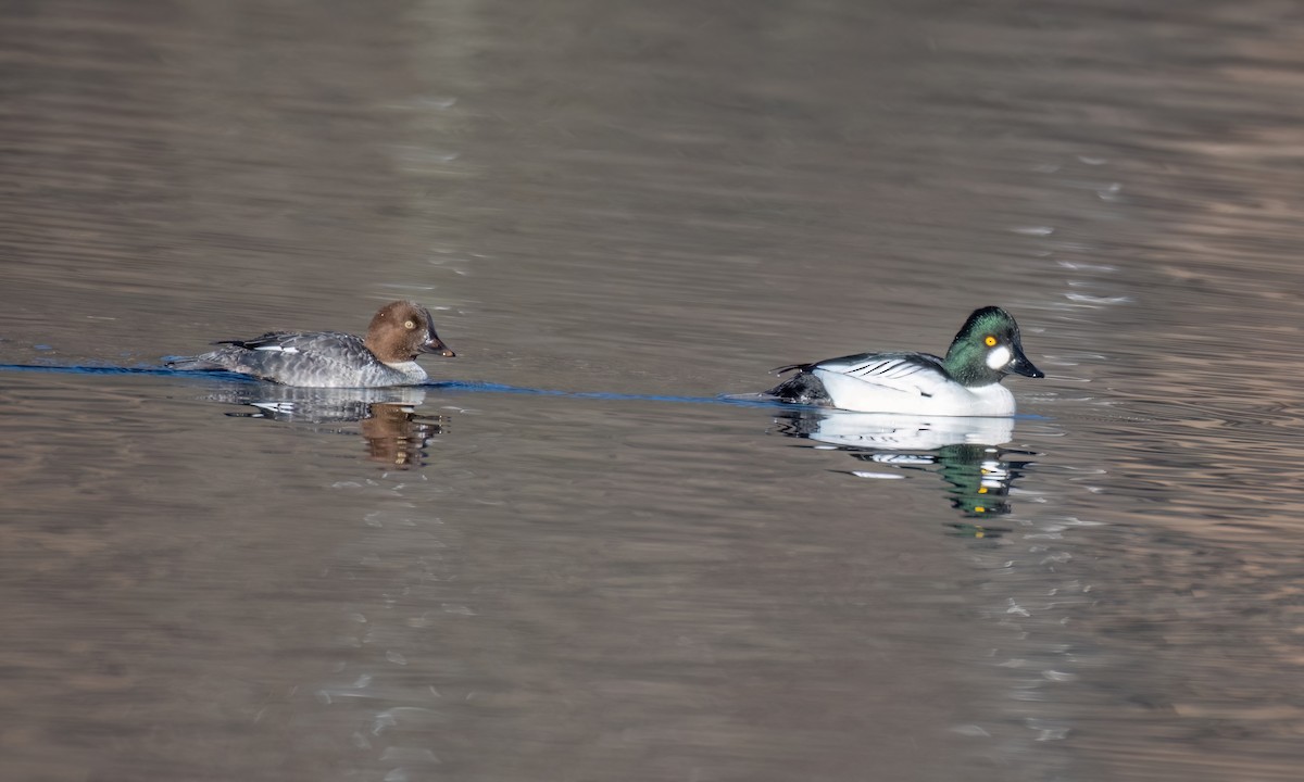 Common Goldeneye - ML646836189