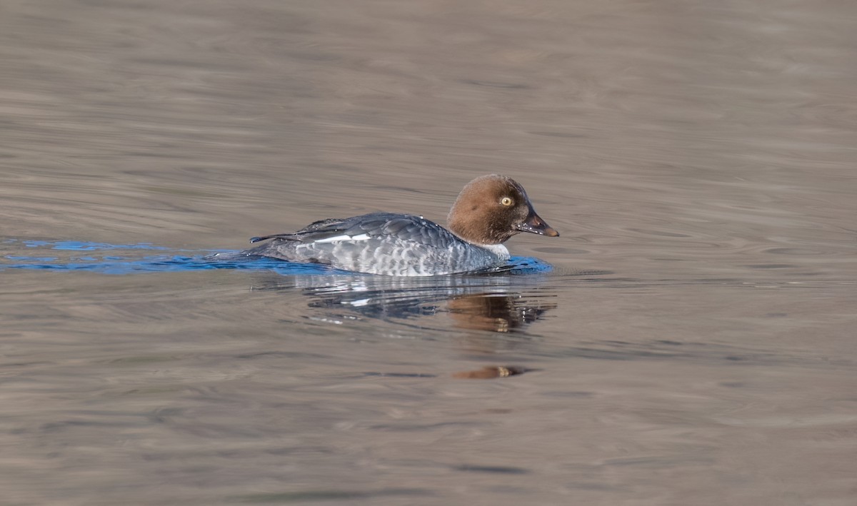 Common Goldeneye - ML646836190
