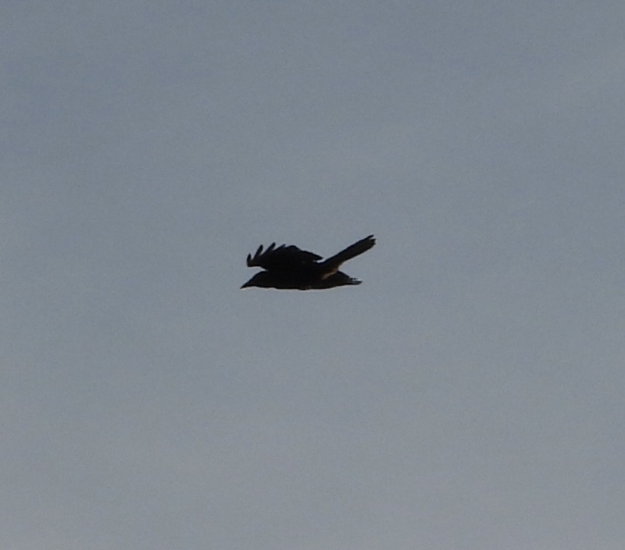 Corneille de rivage - ML646836194