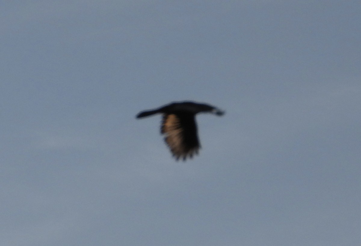 Corneille de rivage - ML646836195