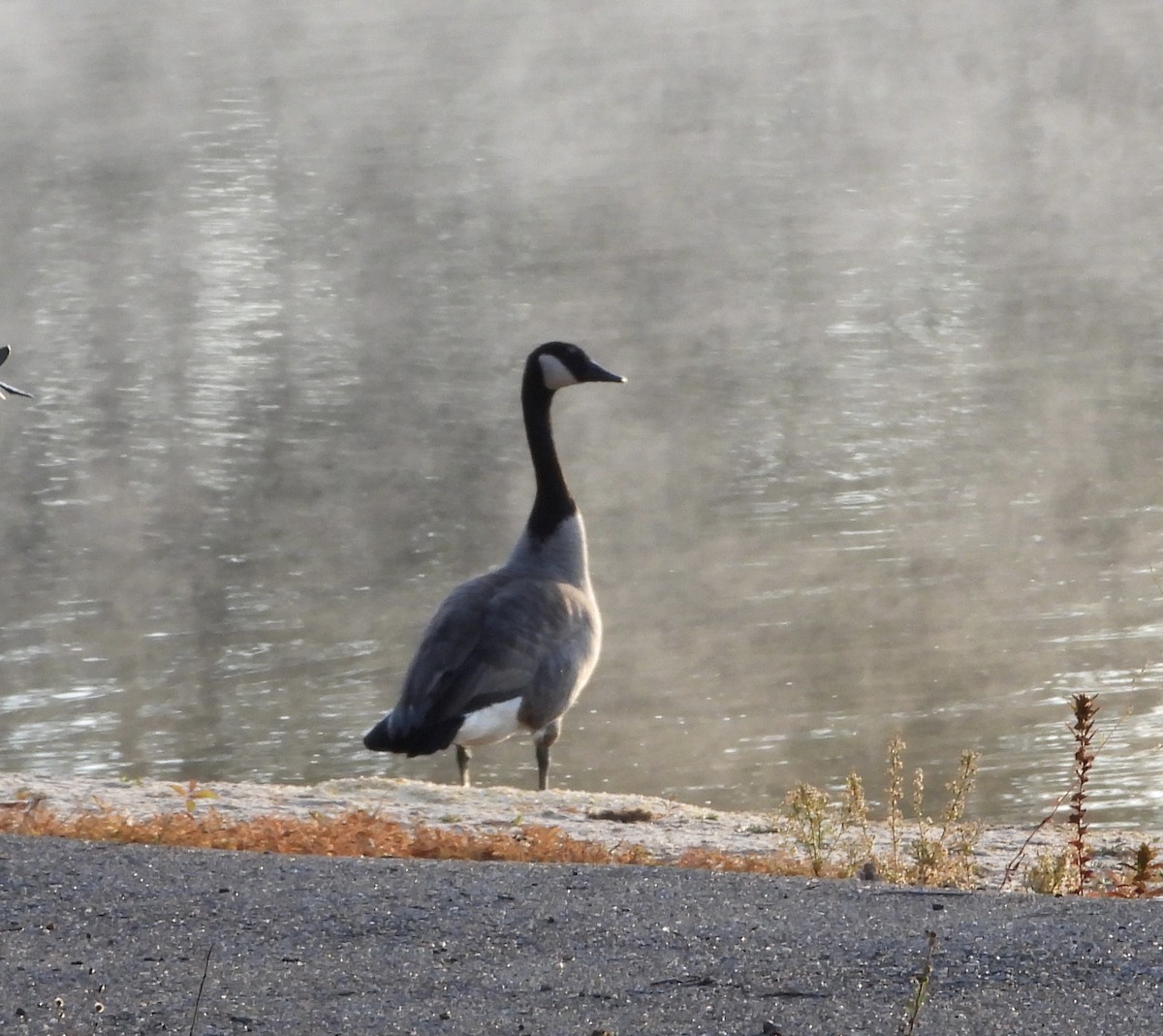 Bernache du Canada - ML646836197