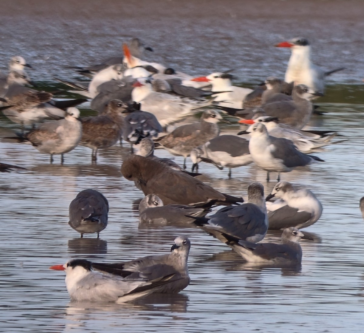 Серая чайка - ML646836199