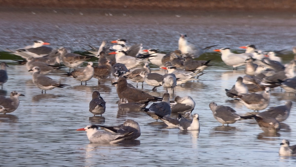 Серая чайка - ML646836200