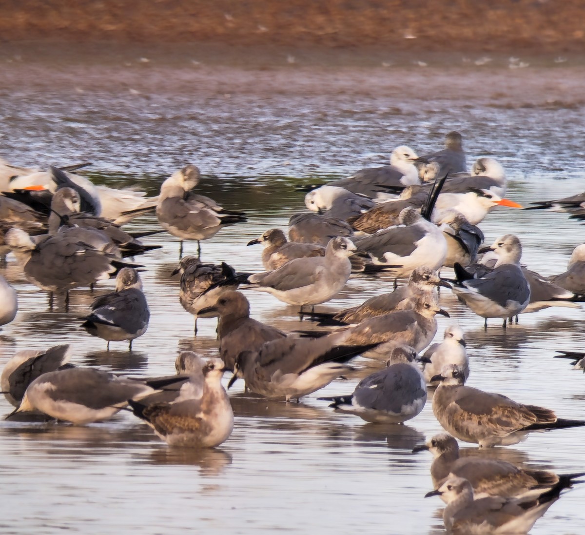 Серая чайка - ML646836201