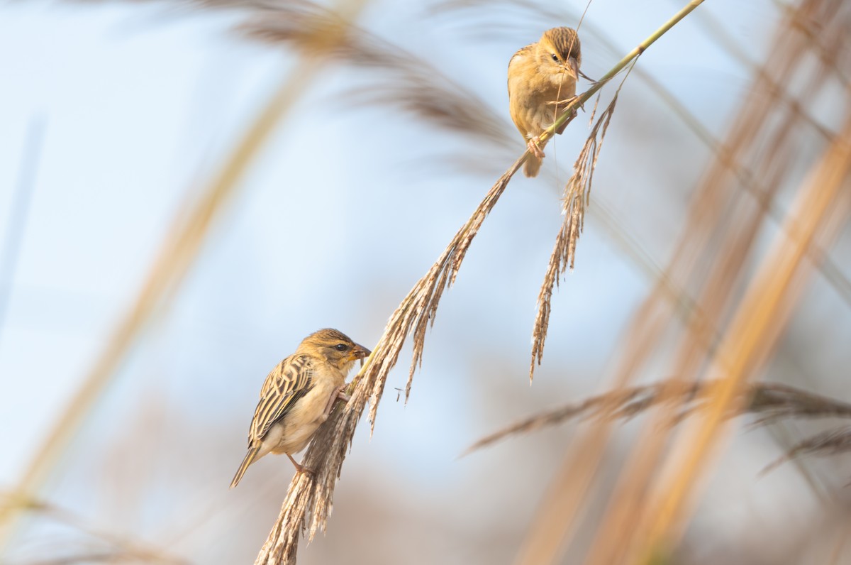 Baya Weaver - ML646836203