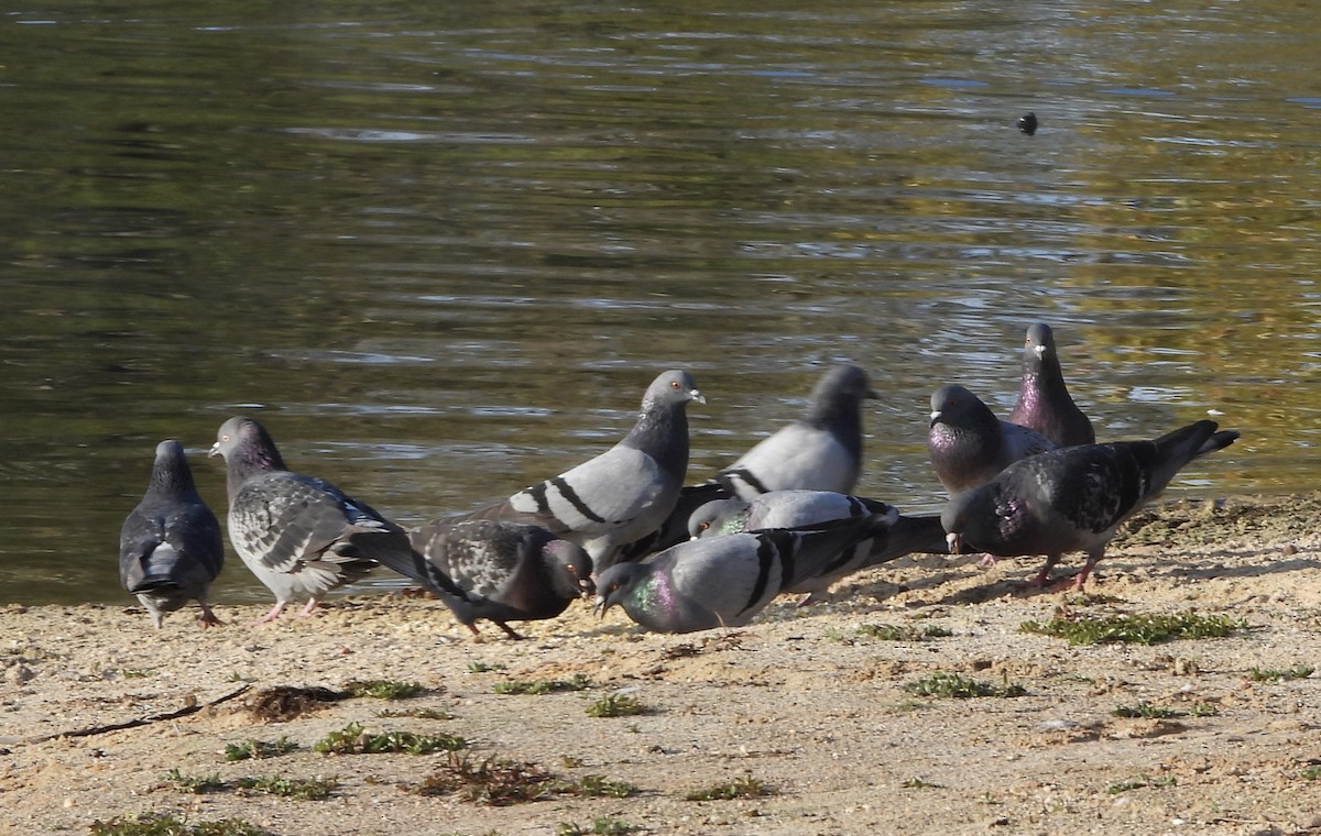 Pigeon biset (forme domestique) - ML646836204