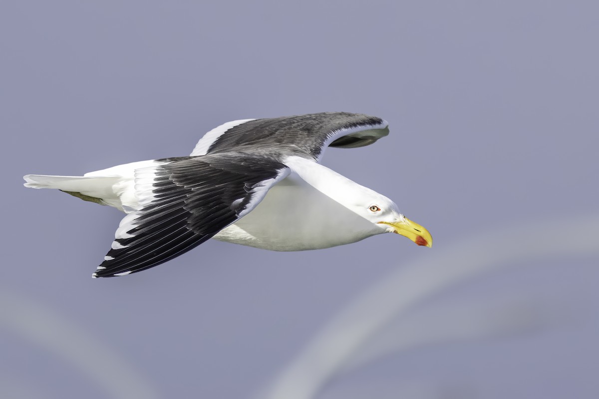 Kelp Gull - ML646836205