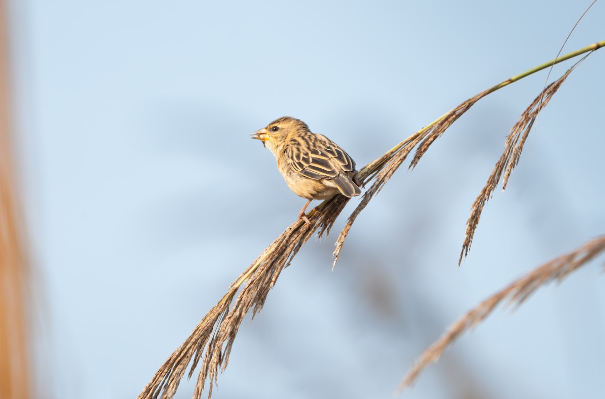 Baya Weaver - ML646836206