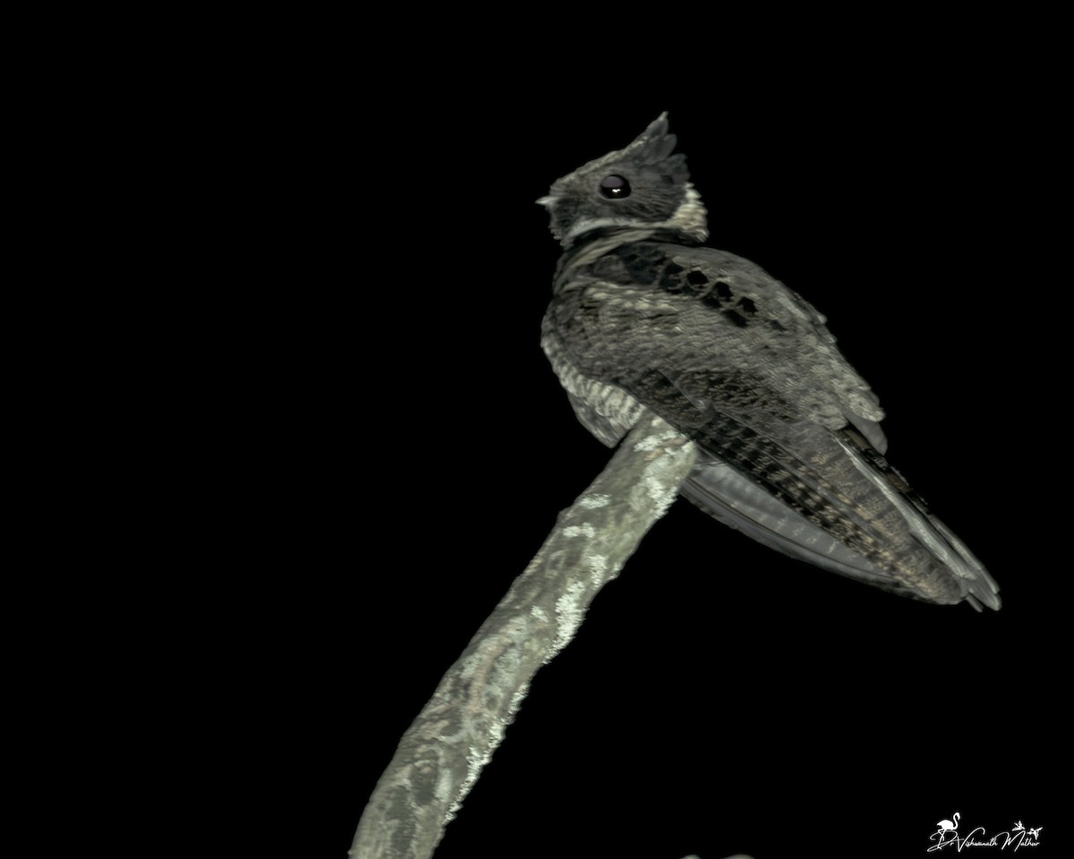 Great Eared-Nightjar - ML646836207