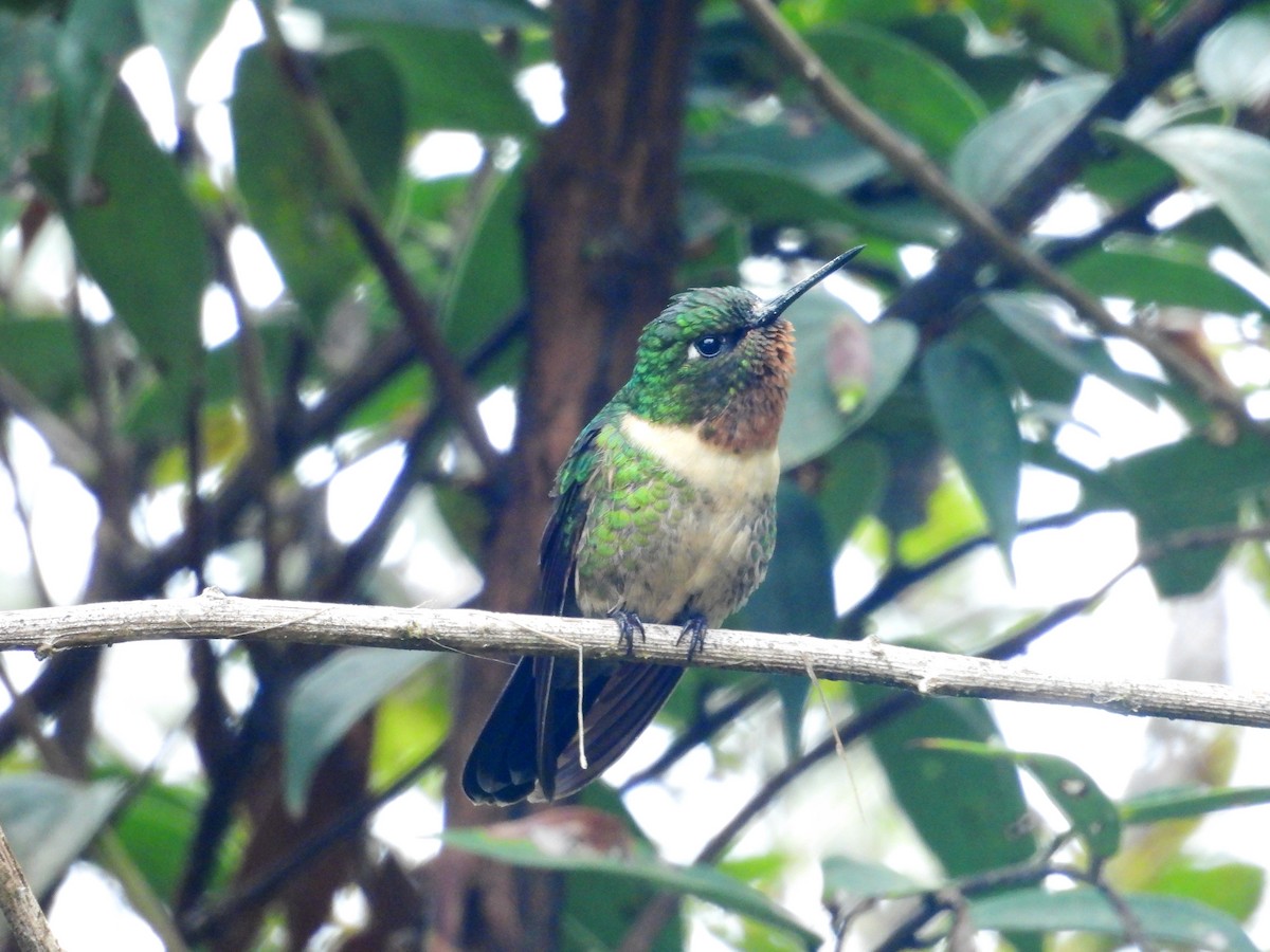 Amethyst-throated Sunangel - ML646836208