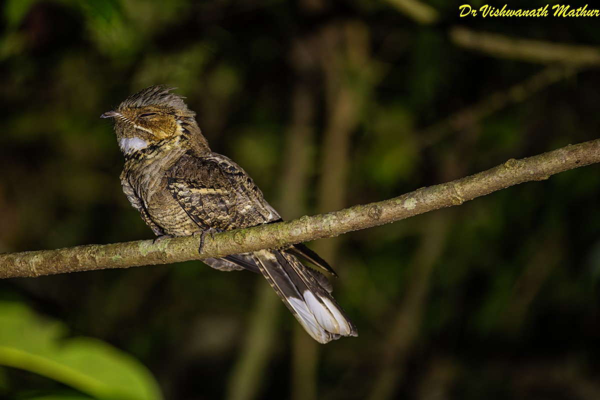 Jerdon's Nightjar - ML646836209