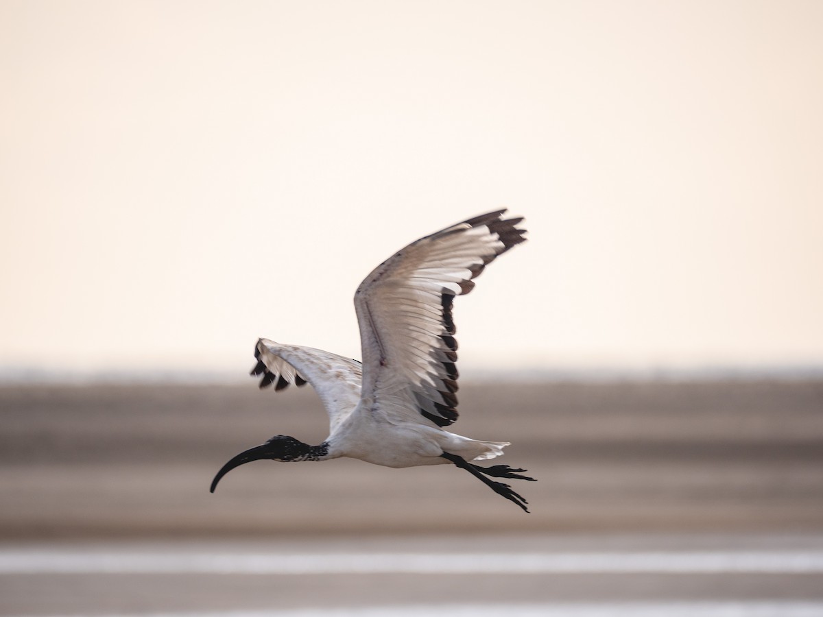 埃及聖䴉 - ML646836210