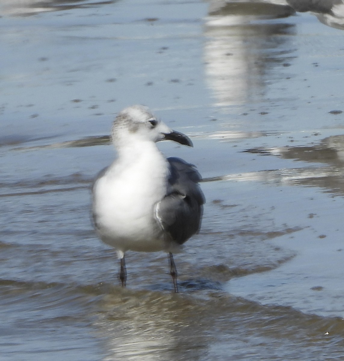 笑鷗 - ML646836212