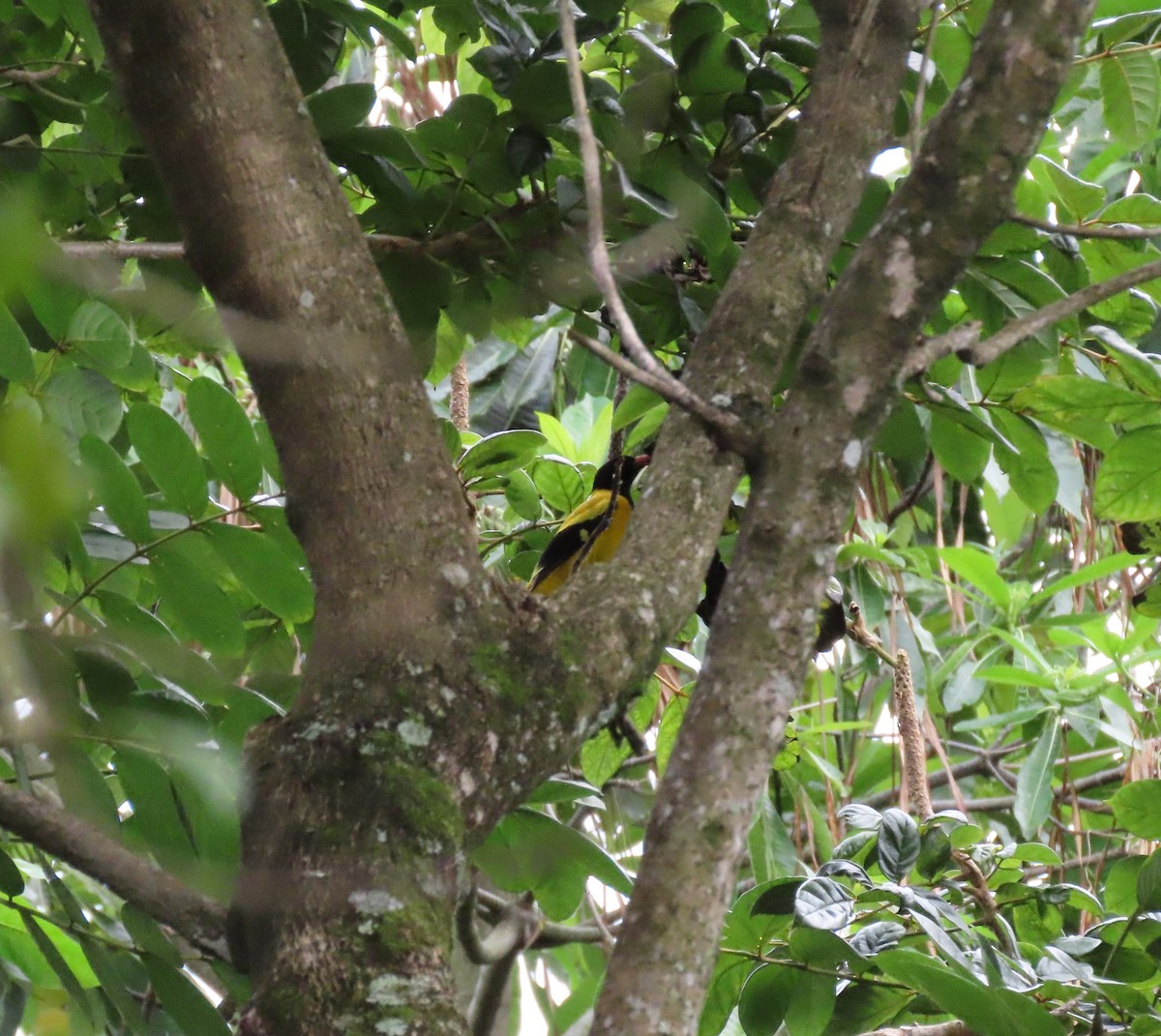 Black-hooded Oriole - ML646836213