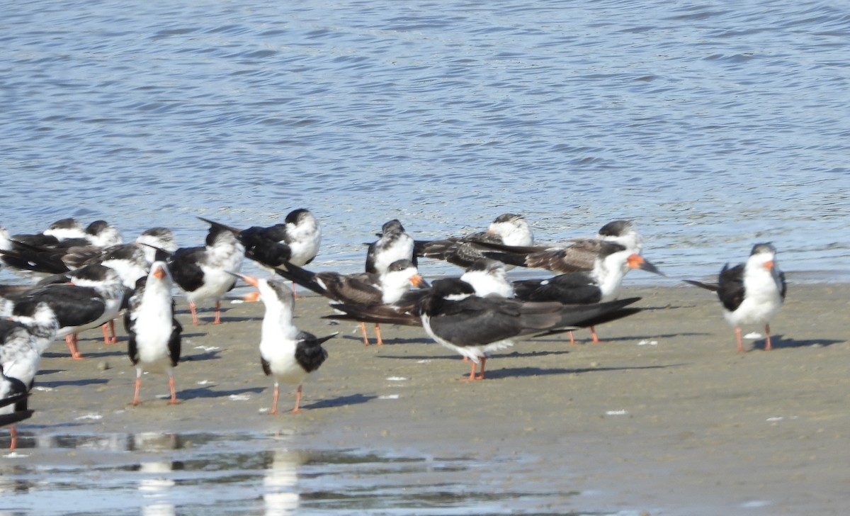Black Skimmer - ML646836214