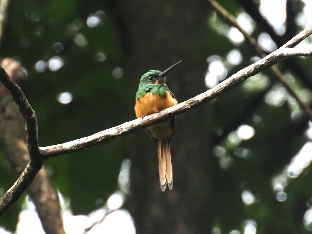 Rufous-tailed Jacamar - ML646836215