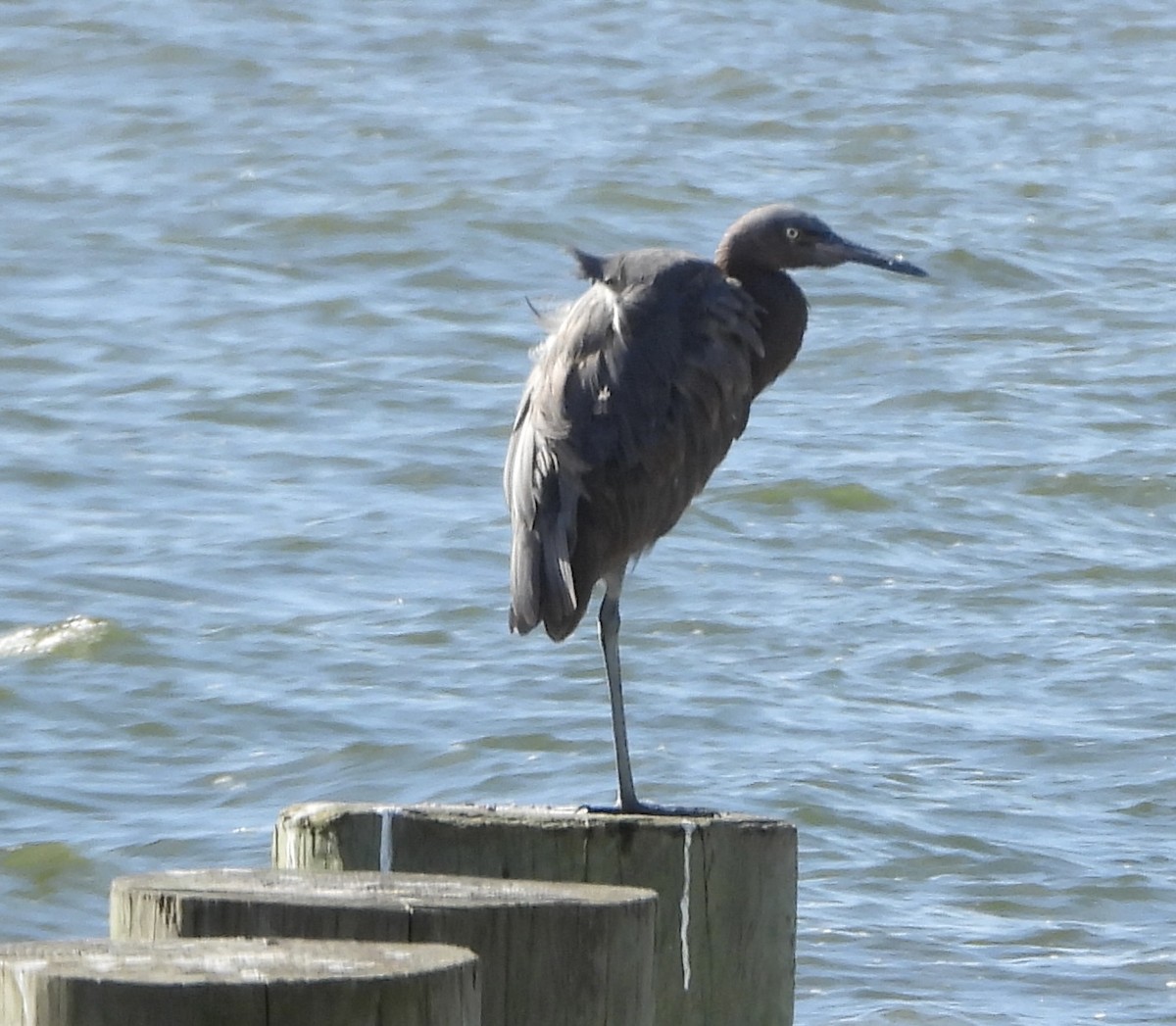 Reddish Egret - ML646836216