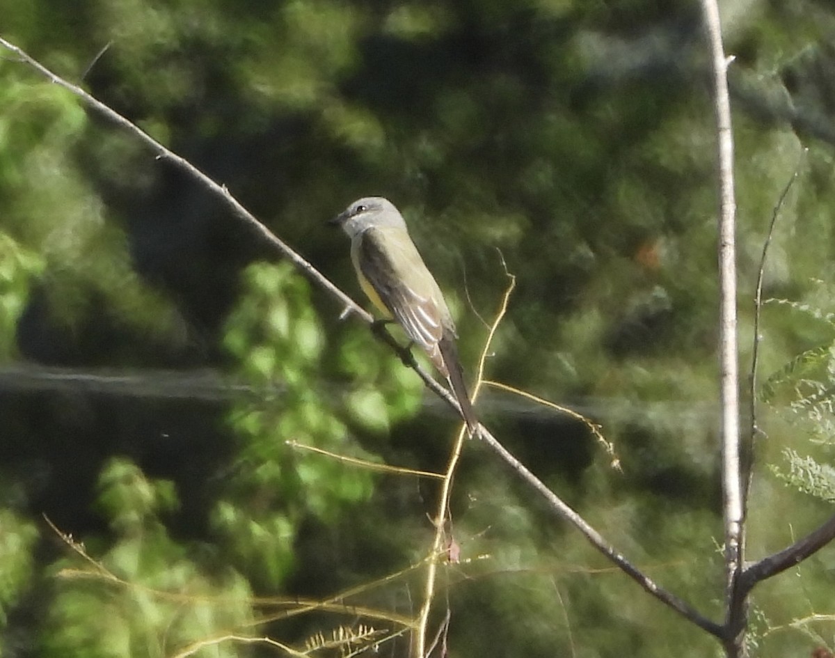 Western Kingbird - ML646836220