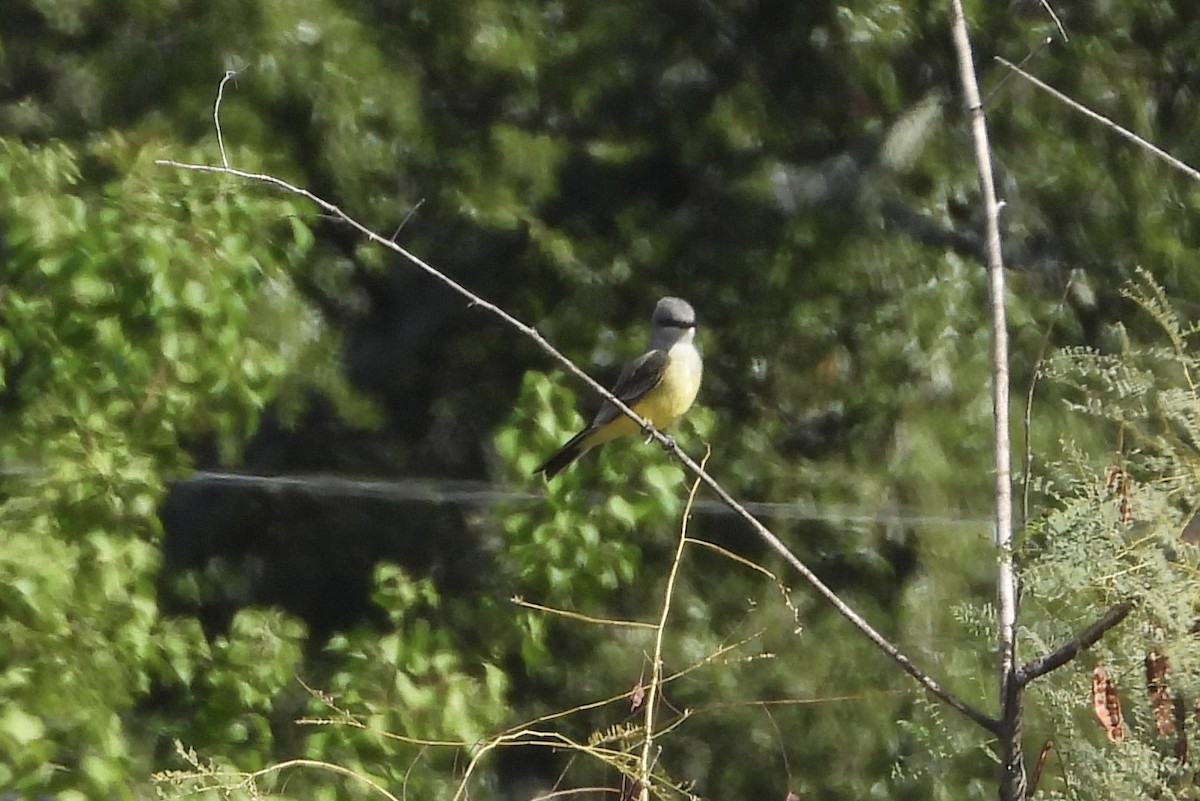 Western Kingbird - ML646836221