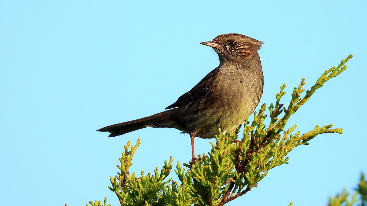 Dunnock - ML646836222