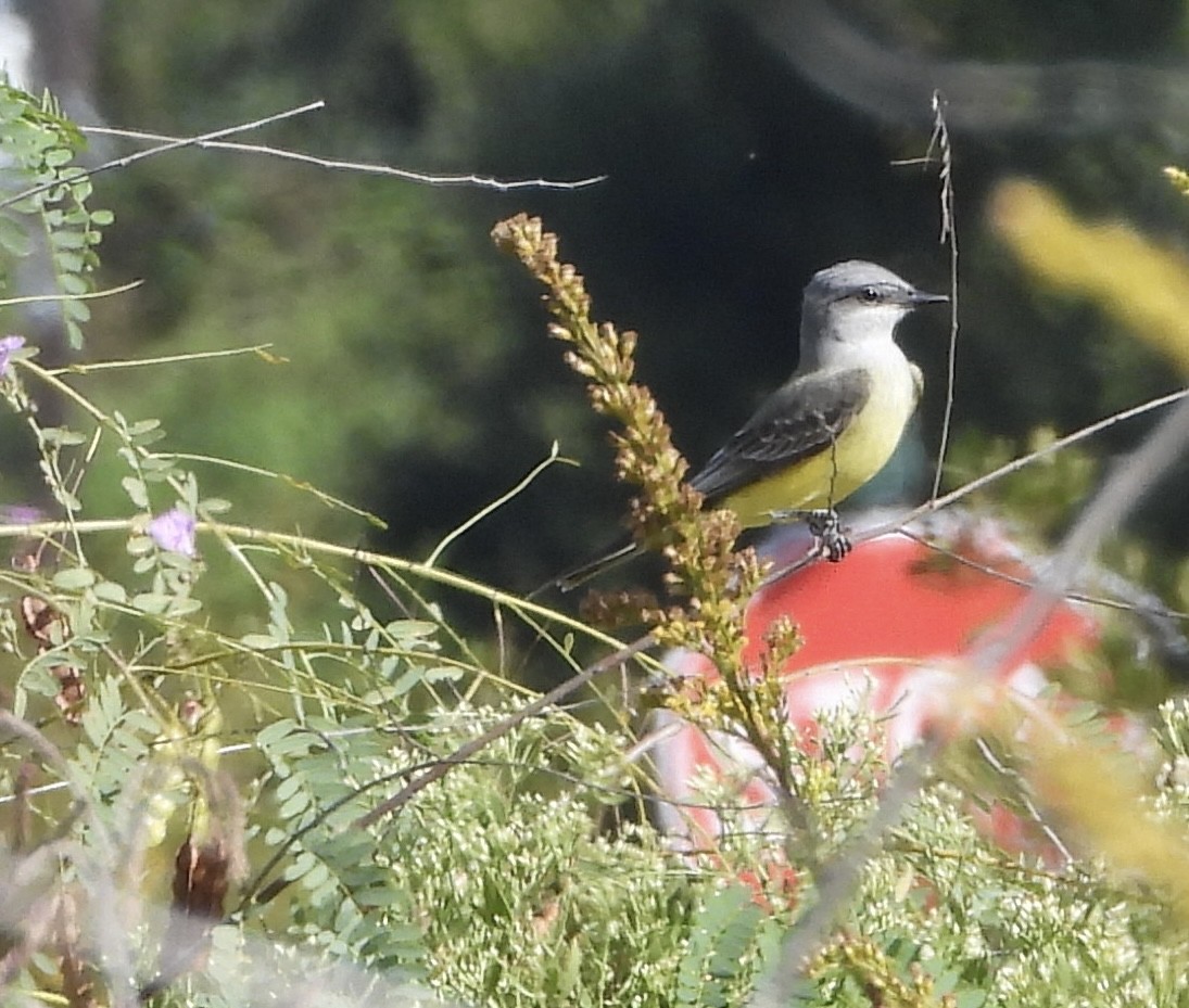 Western Kingbird - ML646836223