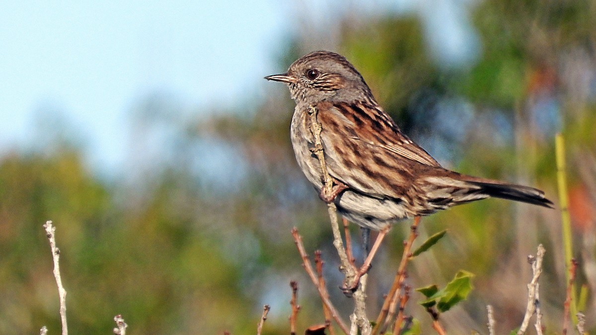 Dunnock - ML646836224
