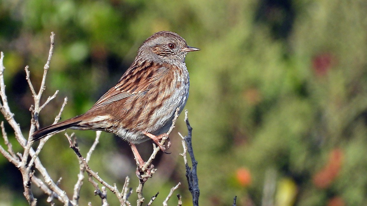 Dunnock - ML646836225
